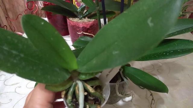 Похвастушки , мои новые Орхидейки, шикарная Карина. смотреть онлайн