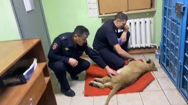 В Оренбуржье найденного на границе львенка назвали Цезарем смотреть онлайн