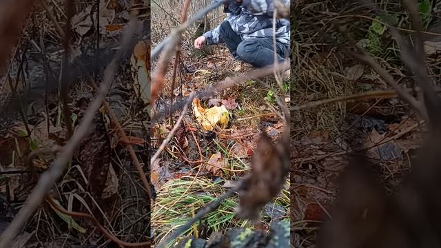 Дика качка на кабак смотреть онлайн