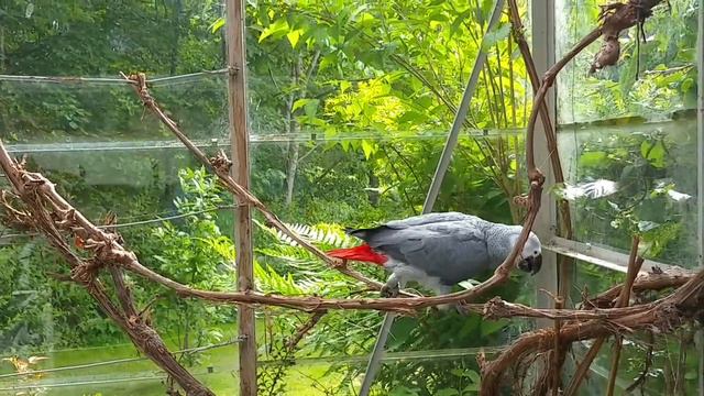 Ben, the Afrika Grey from Denmark смотреть онлайн