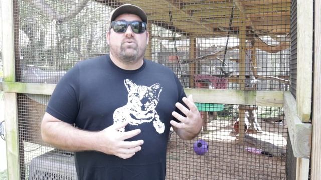 January 28 is World Geoffroy's cat day! смотреть онлайн