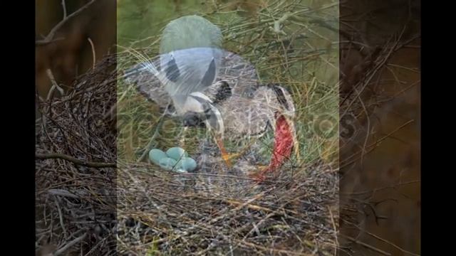 Серая Цапля. смотреть онлайн