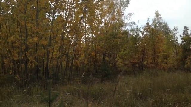 шок!аномальные Сосны В Шебекинском Лесу)