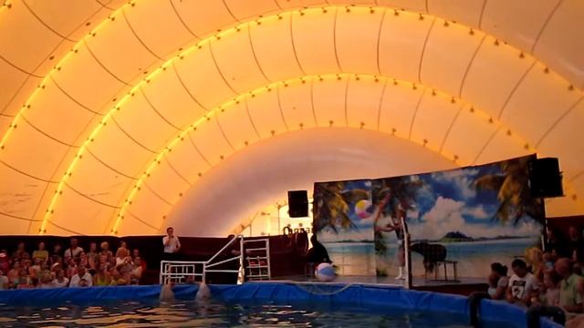 Выступление морских котиков, отбивание мяча. смотреть онлайн