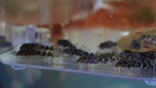 How to Fix Cloudy Water in an Aquarium! (Quick and Easy) смотреть онлайн