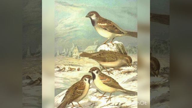 хурдани гунчишк ва дигар парандахо 2 мая 2023 г. ABDUALIEV_MZ смотреть онлайн