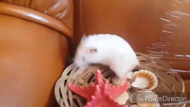 Хомяк Каффи поёт- Каффи надо выйти | Карина pets смотреть онлайн