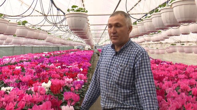 În grădina Danei: Vriesea, o floare de apartament extraordinar de frumoasă (@TVR1) смотреть онлайн