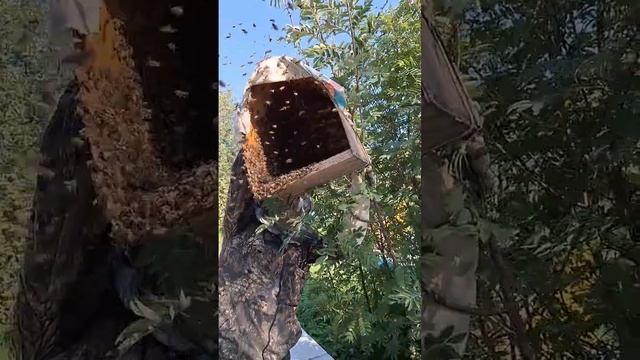 снимаем рои с рябины смотреть онлайн