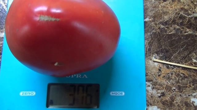 Томат Минусинское Бычье сердце кистевое - очень урожайный и вкусный сорт. Полный обзор и дегустация смотреть онлайн