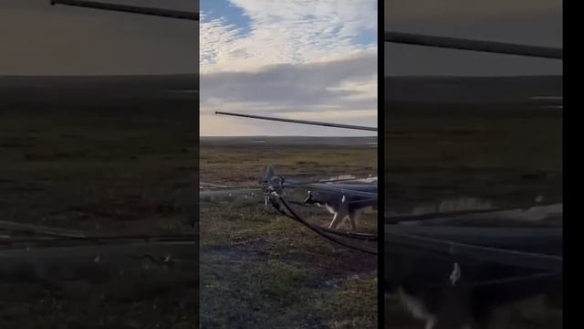 🤔 Оленеводы, каслающие по бескрайней тундре Ямала смотреть онлайн