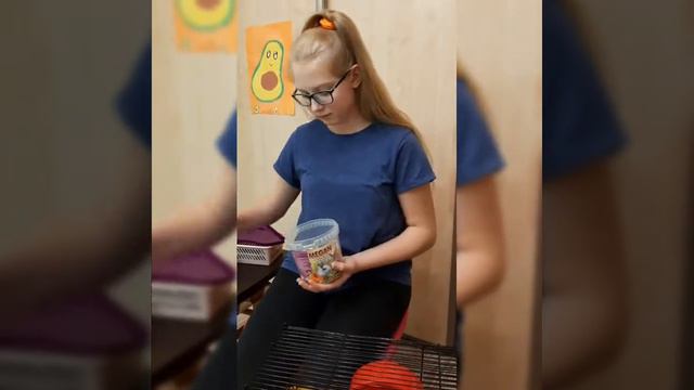 Что нужно для появления хомячка в вашем доме? смотреть онлайн
