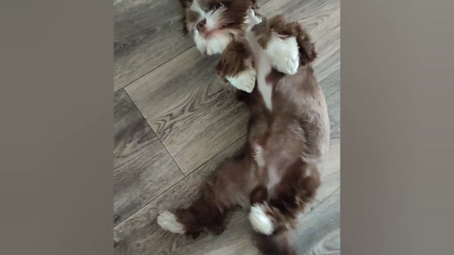 потягушечки .mp4