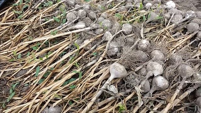 Обрезка чеснока от ботвы с дальнейшем просушиванием в проветриваемом помещении. смотреть онлайн