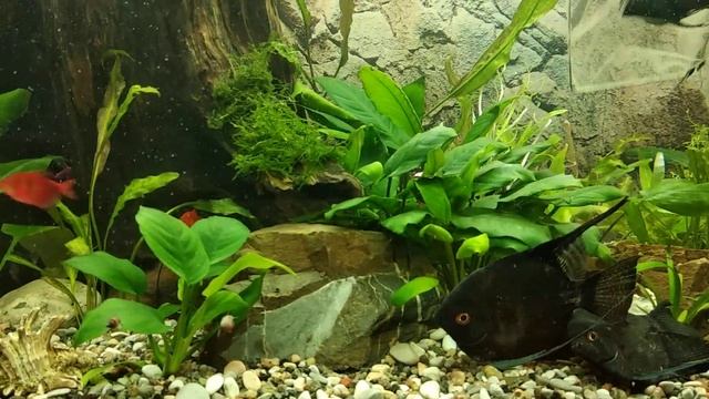 Пересаживаем спящих рыбок в аквариум смотреть онлайн