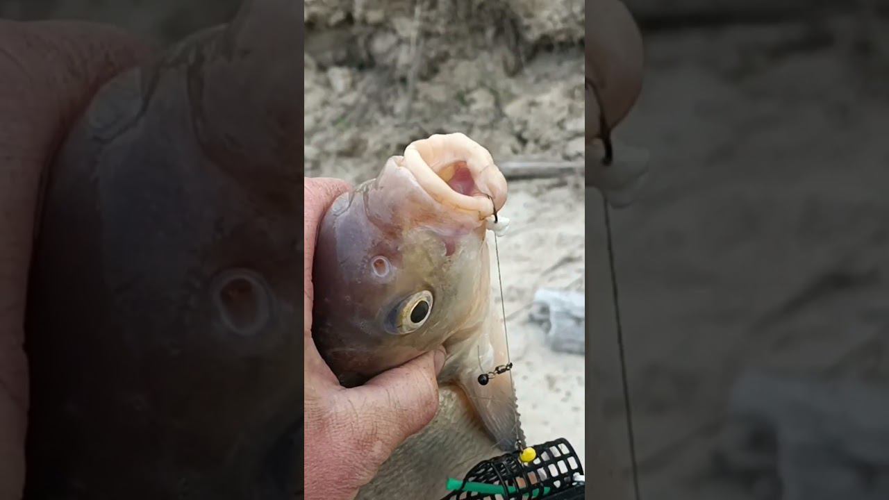 Первый достойный лещ сезона 2023. На сало. смотреть онлайн