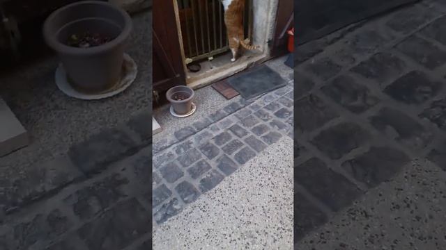 J'ai vue le chat tout rou mignon смотреть онлайн