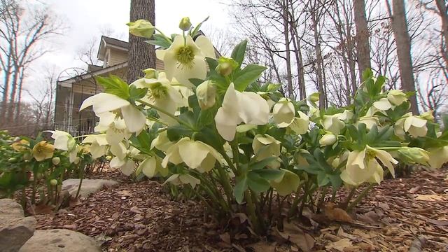 Hellebore Hybridizer | Volunteer Gardener