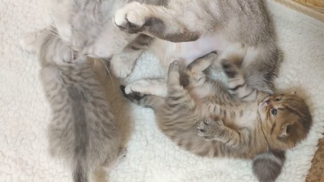 Рыжий вислоухий котенок Карамель Как растет и меняется от 0-3 месяца смотреть онлайн