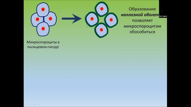Цветение, опыление, оплодотворение 1 часть. 22 урок по онлайн-кружку "Ботаника". смотреть онлайн