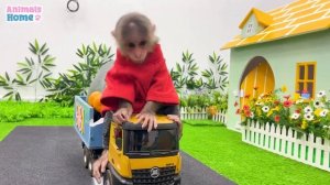 Обезьянка Bibi собирает урожай на фруктовой ферме и наслаждается им в новом доме