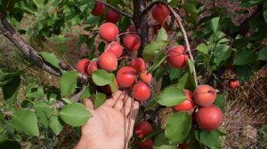 Абрикос Харогем (19 июля 2018) - Агро Сад