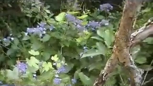 The habitat of hydrangeas (H. macrophylla 'Izu no hana') смотреть онлайн