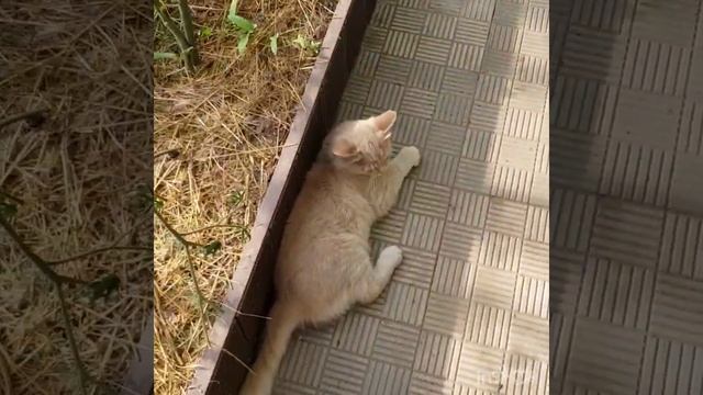 Малый обход хоз.двора. смотреть онлайн