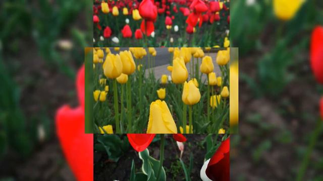 Немного пасмурно сегодня.. 23.04.2023#Billy Eilish-lovely смотреть онлайн