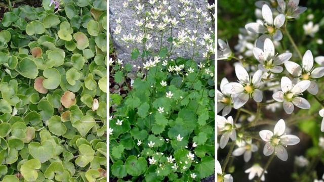 8 НЕПРИХОТЛИВЫХ РАСТЕНИЙ. Посадил и забыл!