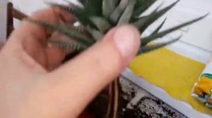 Пересаживаем ХАВОРТИЮ. Советы по уходу