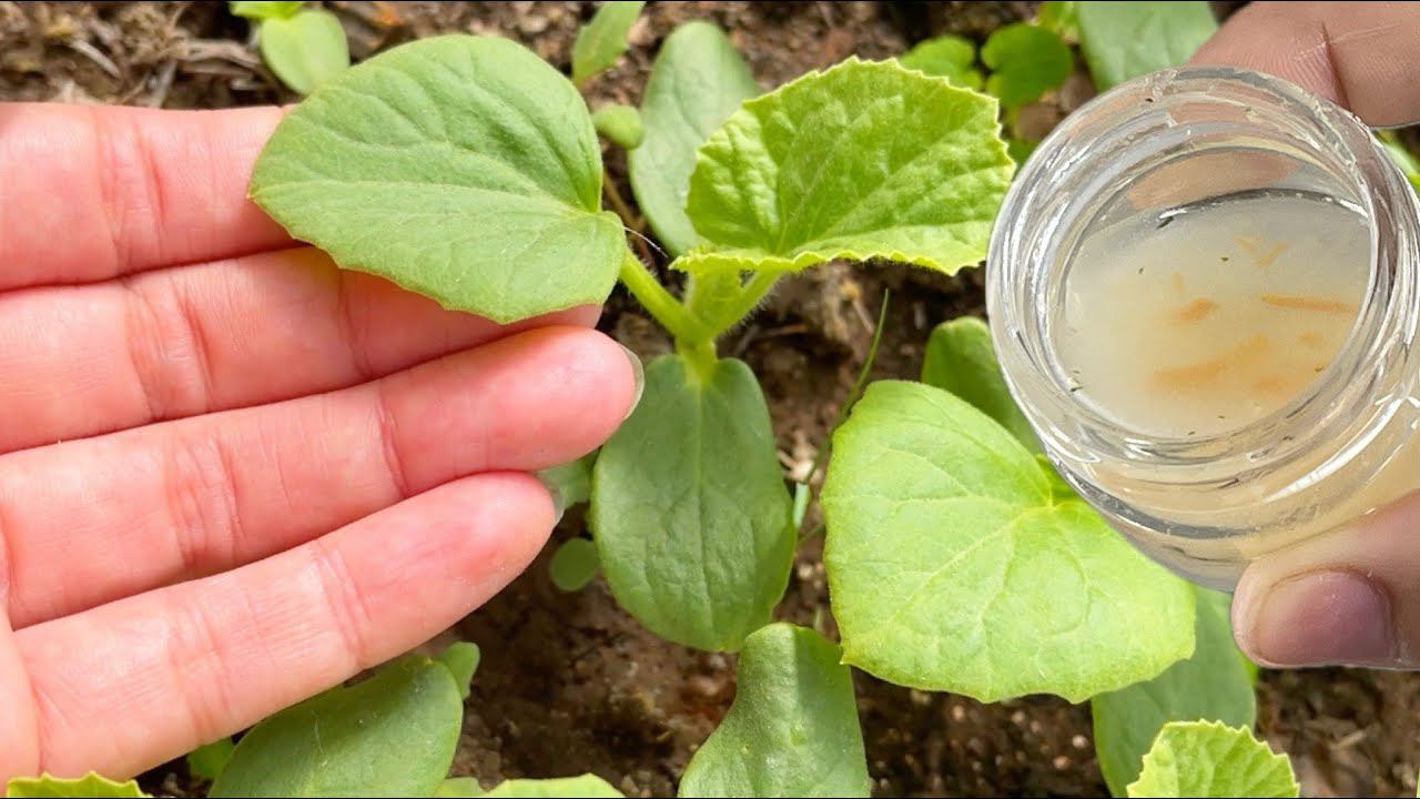 Теперь сею огурцы только таким способом, рассада всегда низкая, с мощной корневой, уникальный метод смотреть онлайн