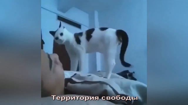 НАГЛЫЙ КОТ