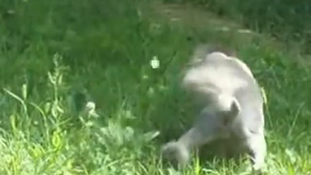 Кот Жулик на охоте смотреть онлайн