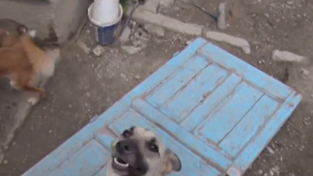 В России ужесточились меры наказания живодёров смотреть онлайн