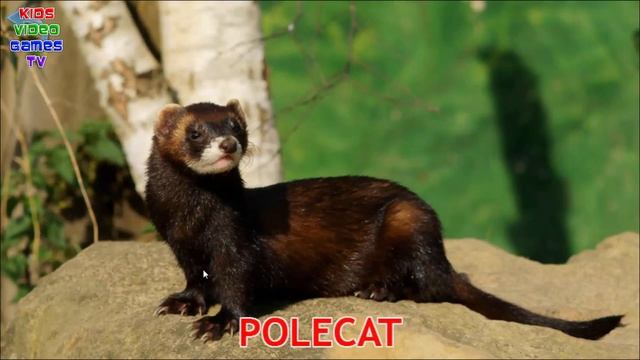 Forest Animals Animals For Kids - Flashcards Животные для малышей Животные леса