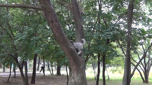 Собака Чуи покоряет новые высоты.