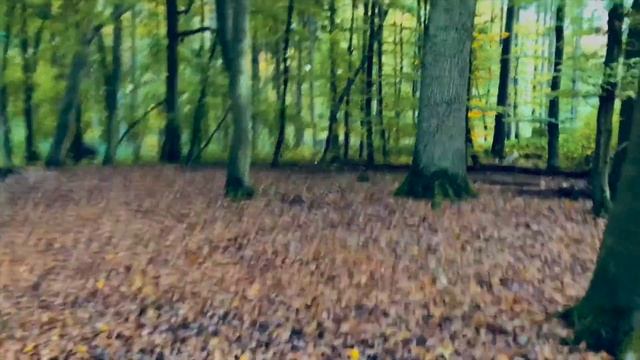 My First Mushroom Hunt ⎥A little Hyper смотреть онлайн