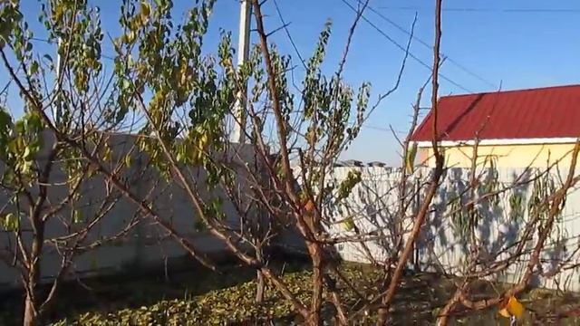ФОРМИРОВКА АБРИКОСА. Коротко об обрезке абрикоса с низкой кроной. смотреть онлайн