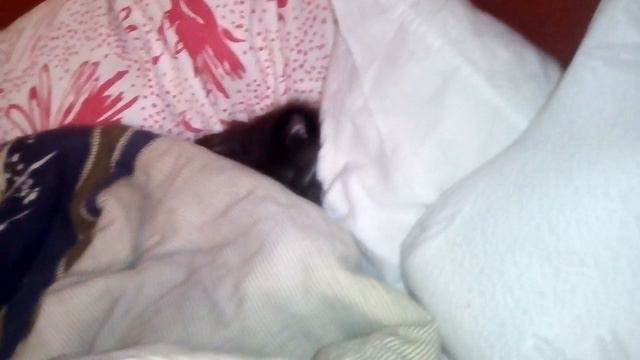 Мой котенок очень мило спит😴 смотреть онлайн