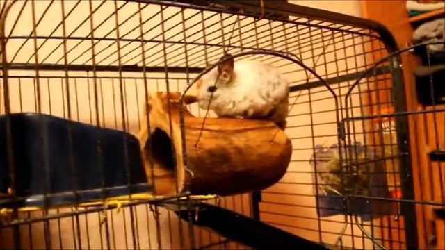 Шиншилла кушает / Chinchilla Eats