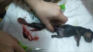 КАК ПРАВИЛЬНО ПРИНЯТЬ РОДЫ У СОБАКИ САМОСТОЯТЕЛЬНО! МИНИ ЙОРКШИРСКИЙ ТЕРЬЕР