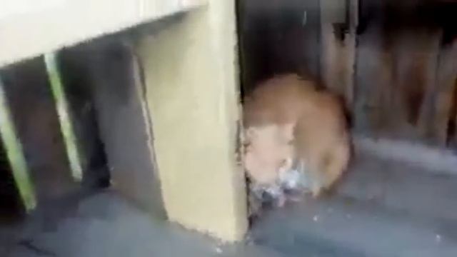 Спасение Птицы смотреть онлайн