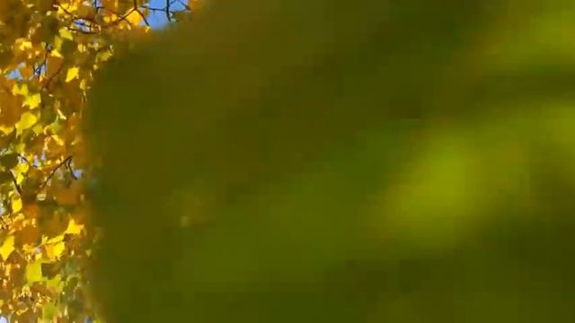 Золотые листья смотреть онлайн