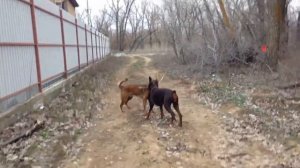 Физподготовка в паре.   Малинуа и доберман!