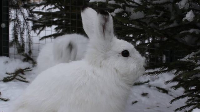 Заяц-беляк Стрижик / Mountain hare Strizhik смотреть онлайн
