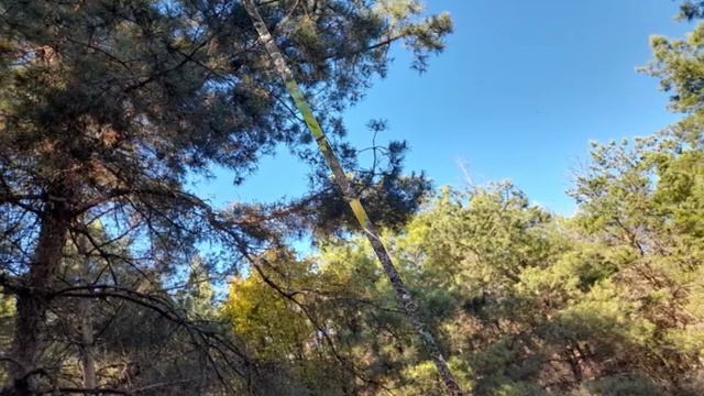 Осенний лес