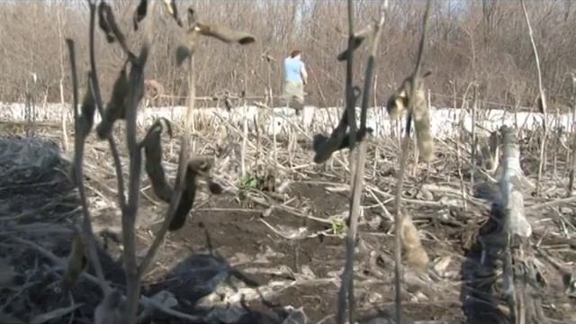 Гусиная охота в Балаково. Часть 1 смотреть онлайн