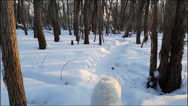 Маремма 5 месяцев Новосибирск Европейский берег.