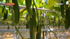 Тепличный комбинат в брянских Журиничах планирует увеличить производство овощей в шесть раз